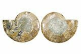 Cut & Polished Crystal-Filled Ammonite Fossil - Madagascar #364915-1